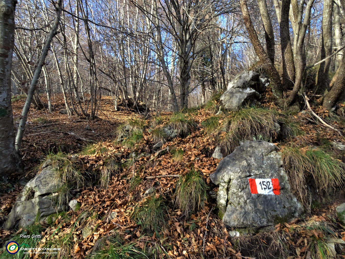 28 Il 152 sale nel bosco di prevalenti carpini neri, faggi , betulle.JPG